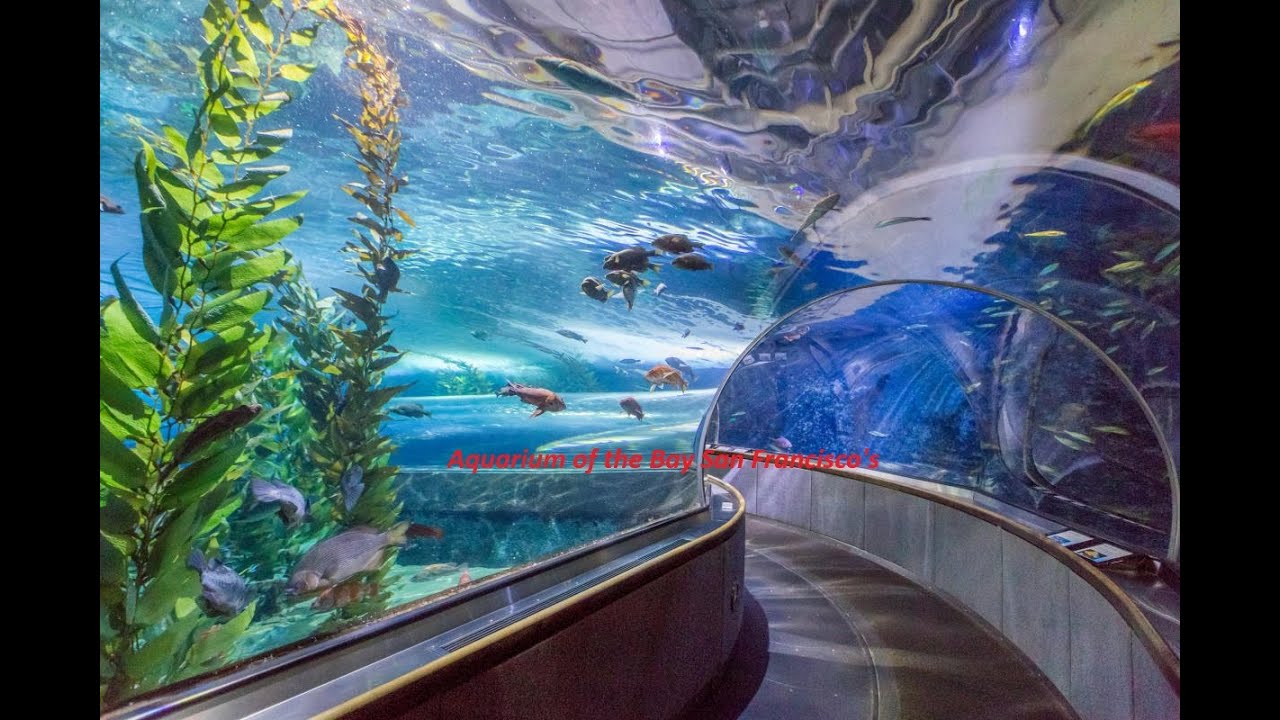 Underwater Magic at Aquarium of the Bay 🌊  San Francisco's Hidden Gem!