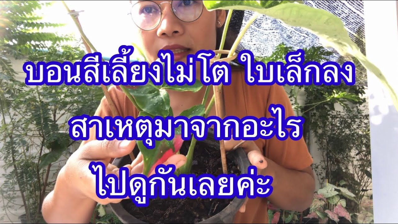 บอนสีเลี้ยงแล้วไม่โต ใบเล็กลง สาเหตุเป็นเพราะอะไร