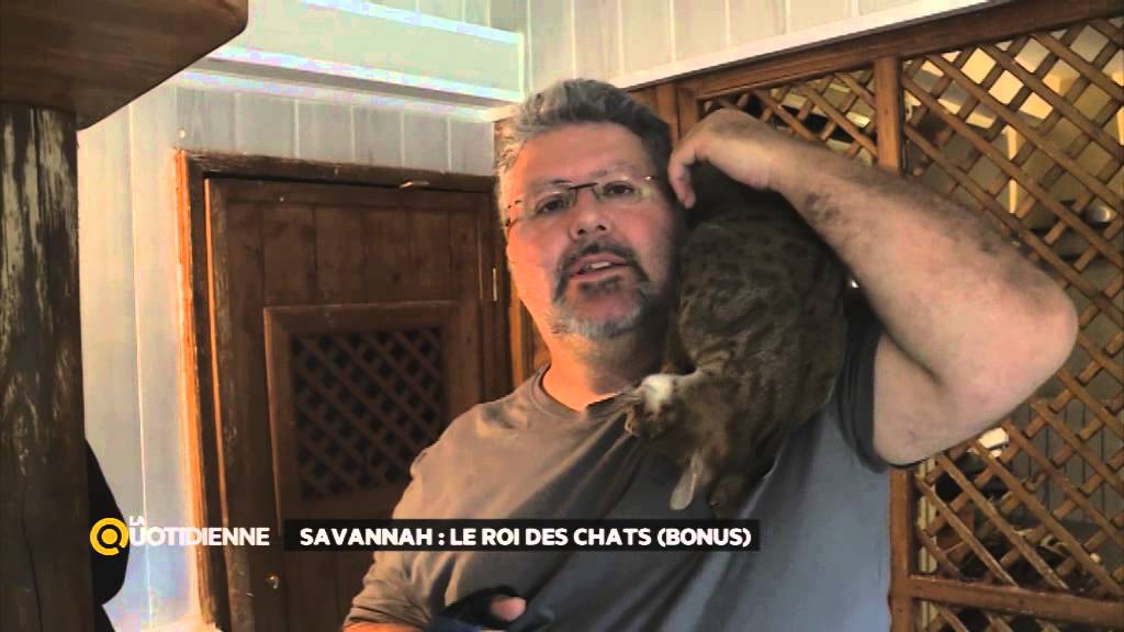 Coulisse : Laetitia Barlerin et son JRI &agrave; la rencontre des chats Savannah