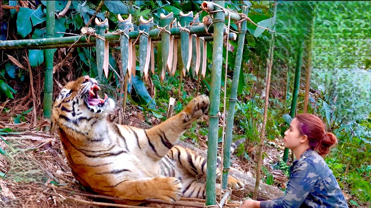 100day Survival : Making a Smart and Effective Bamboo Tiger Trap