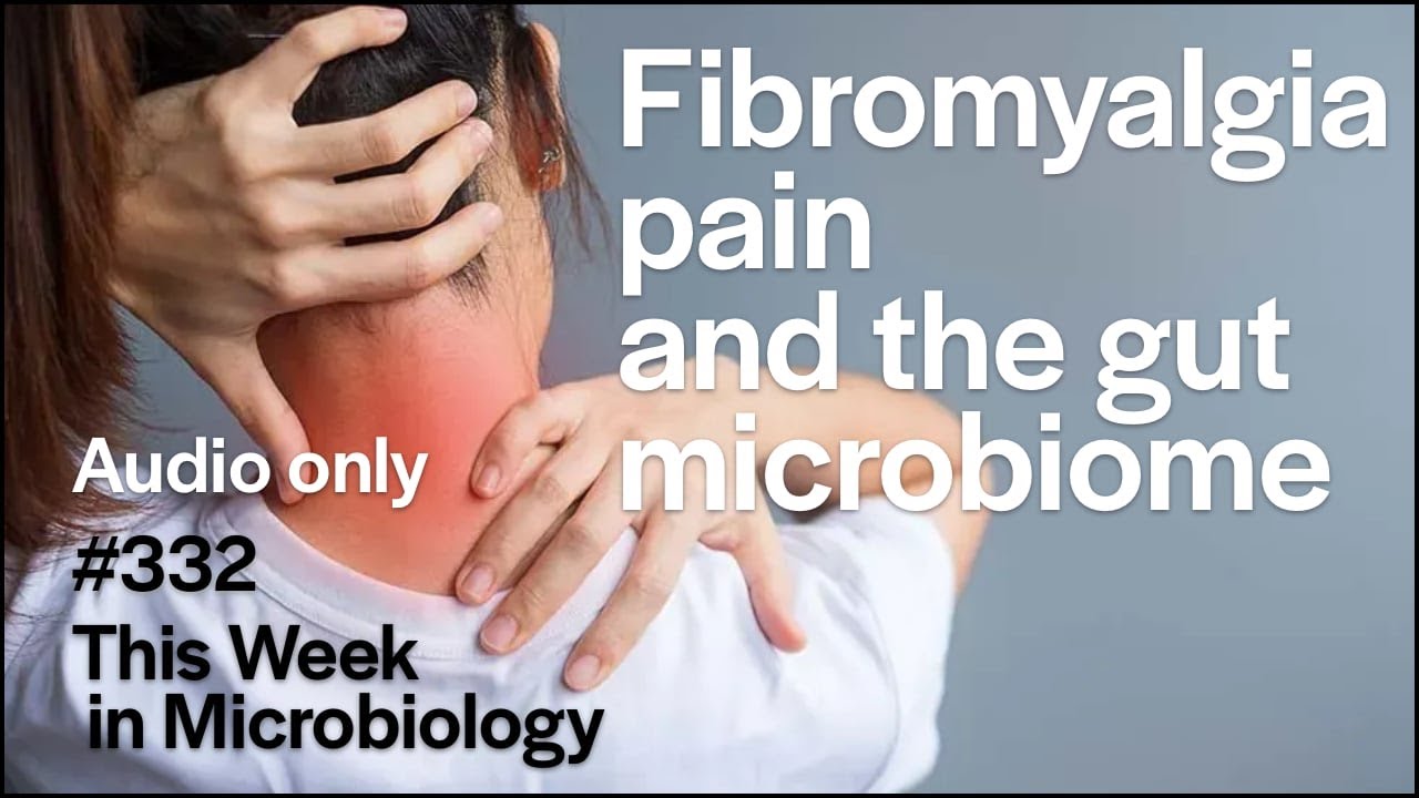 TWiM 332: Fibromyalgia pain and the gut microbiome