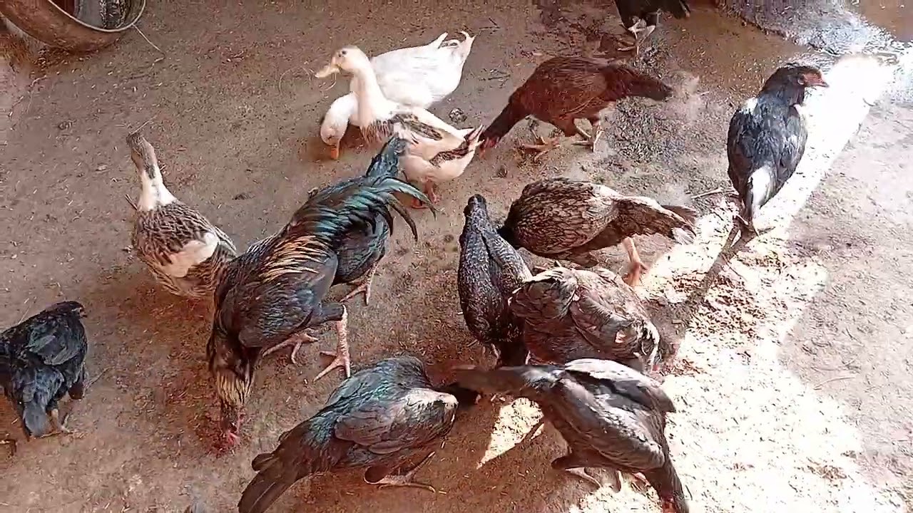 Animals&birds
