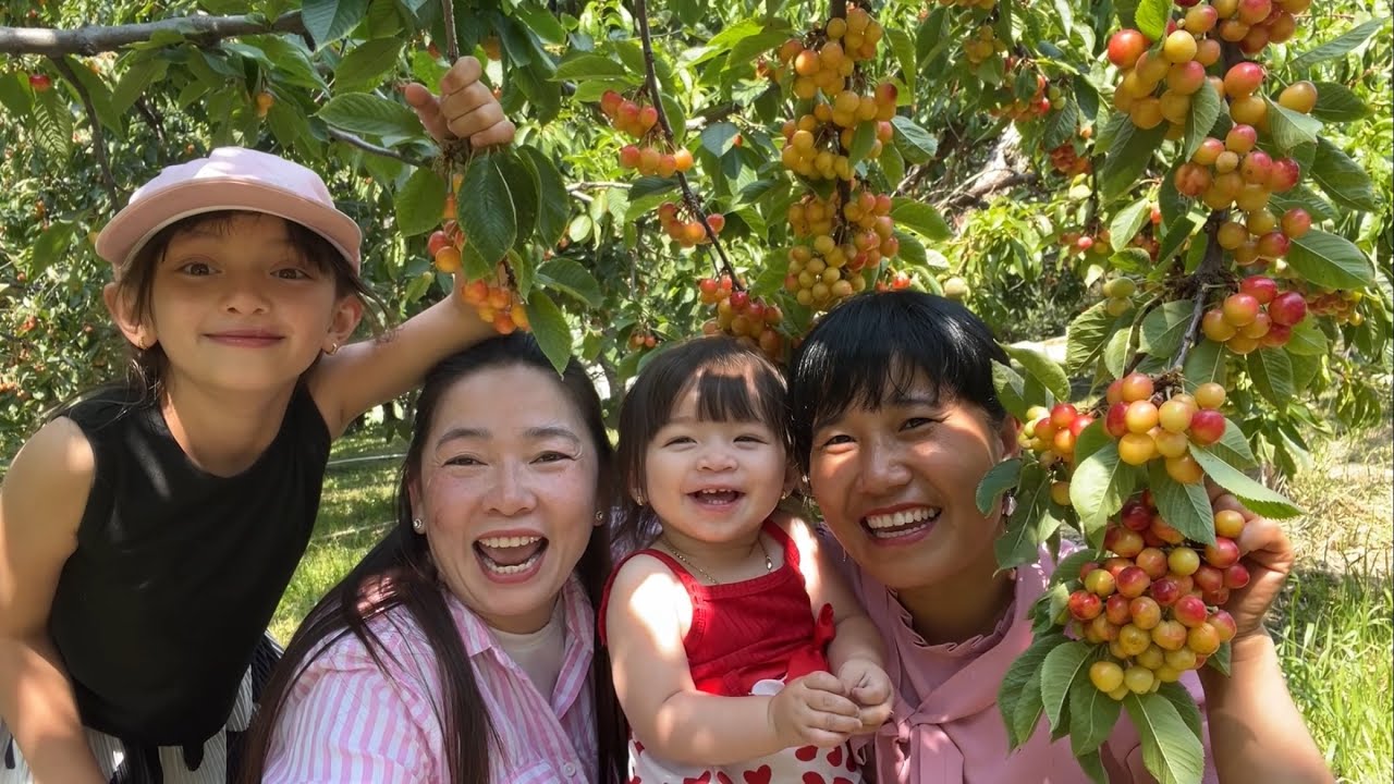 Em Trang Té Sắp Mặt Là Có Thật Ở Vườn Cherry. Cả Nhà Đi Hái Cherry Năm 2025 Cùng Nhung Hà .