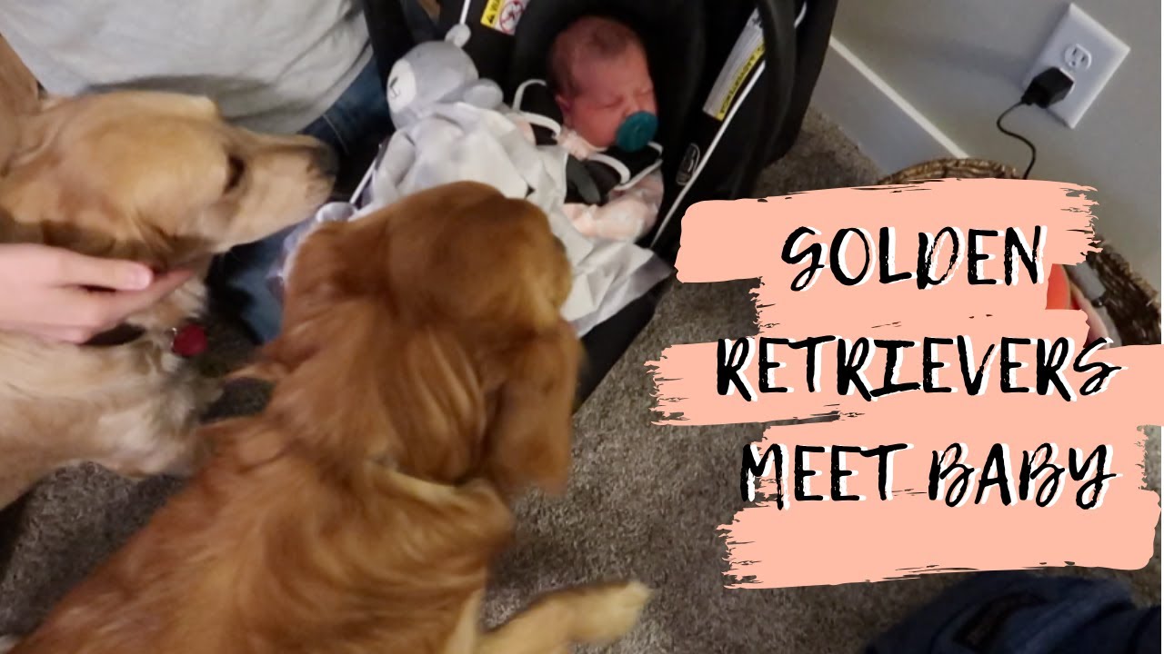 INTRODUCING OUR GOLDEN RETRIEVERS TO OUR NEW BABY