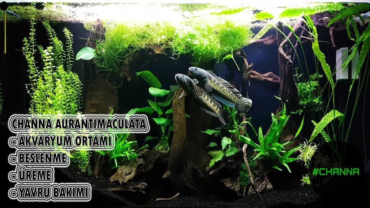 CHANNA AURANTIMACULATA | ALTIN COBRA YILANBAŞ | PORTAKAL BENEKLİ YILANBAŞ