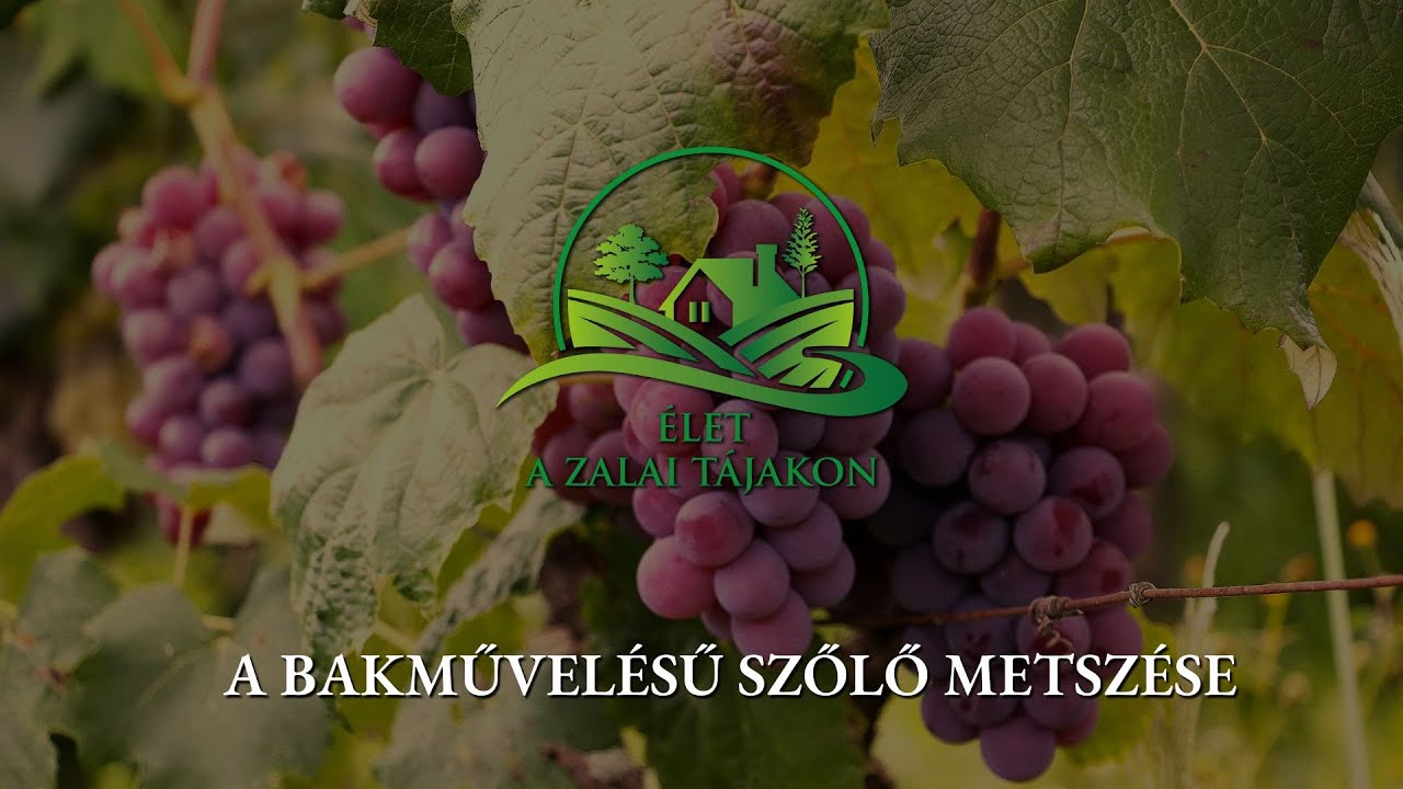 A bakművelésű szőlő metszése