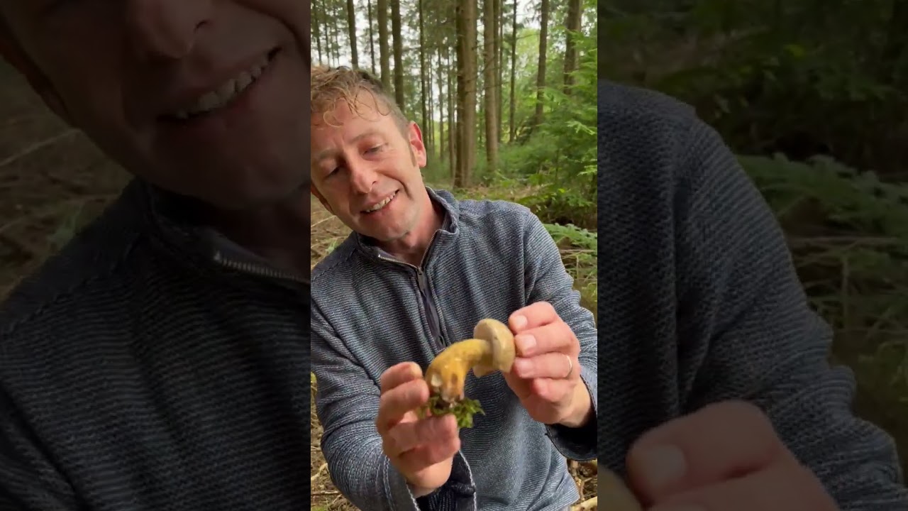 Горький подберезовик, Tylopilus Felleus