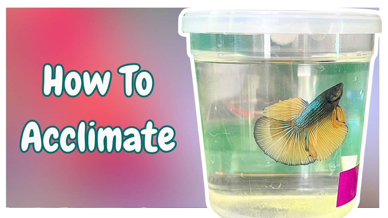 How To Acclimate Your Betta