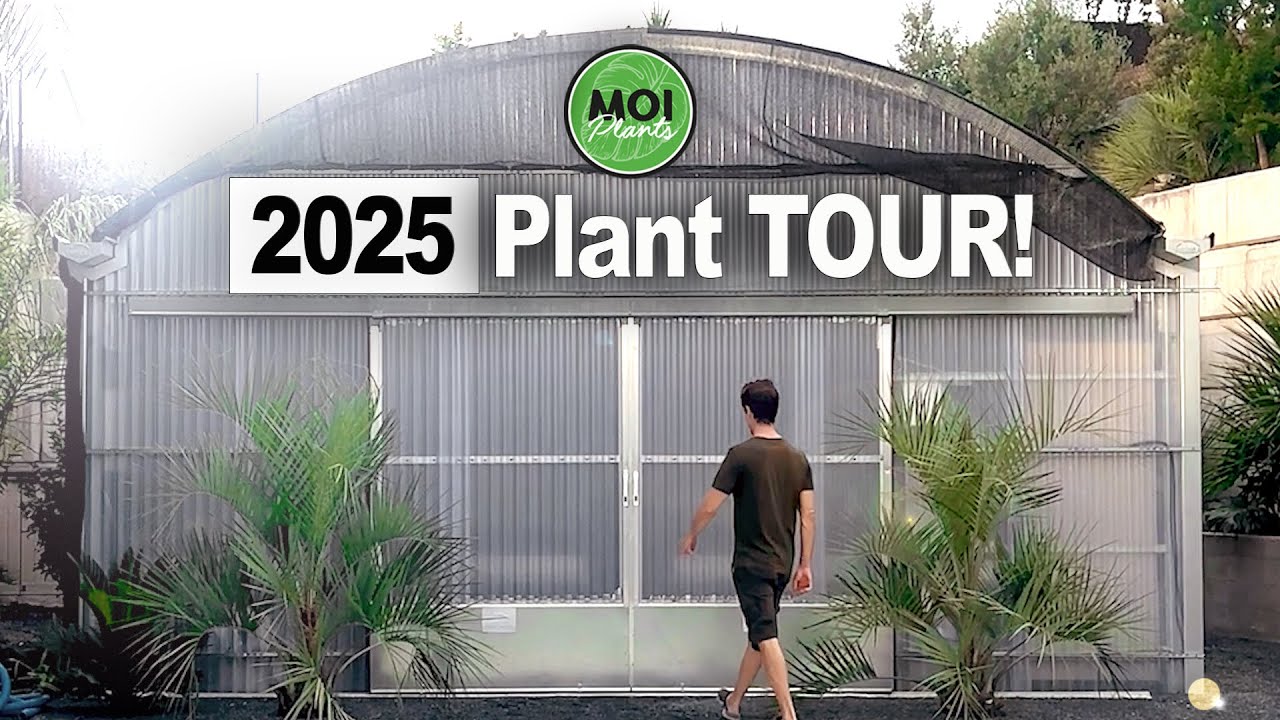 HousePlant Tour | Te enseño mi COLECCIÓN de PLANTAS!!!  - Barcelona (2025) -