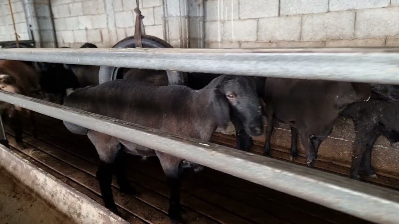 Obuna bo'ling layk bosing eng arzoni bizda