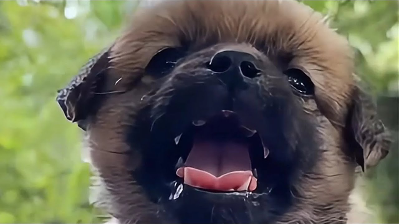 Больному и брошенному щенку приходилось питаться грязным мусором с земли, чтобы остаться в живых.