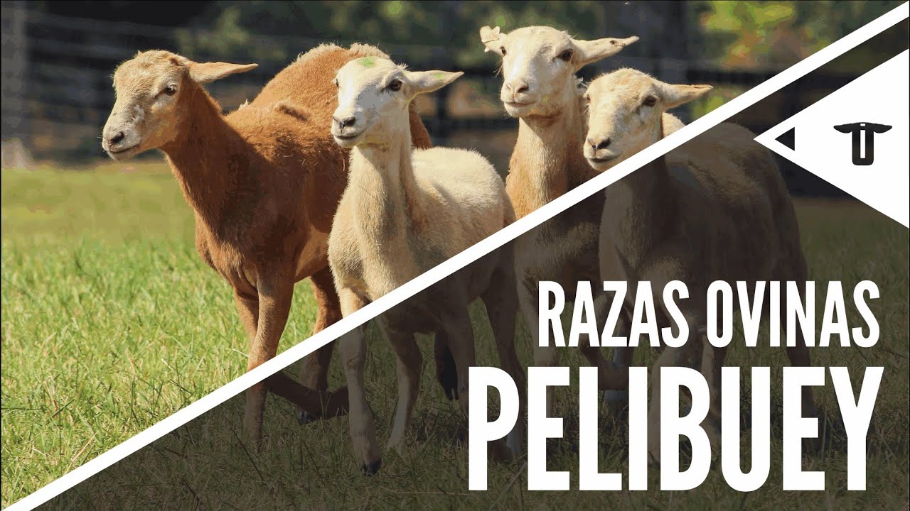 Pelibuey | Razas ovinas