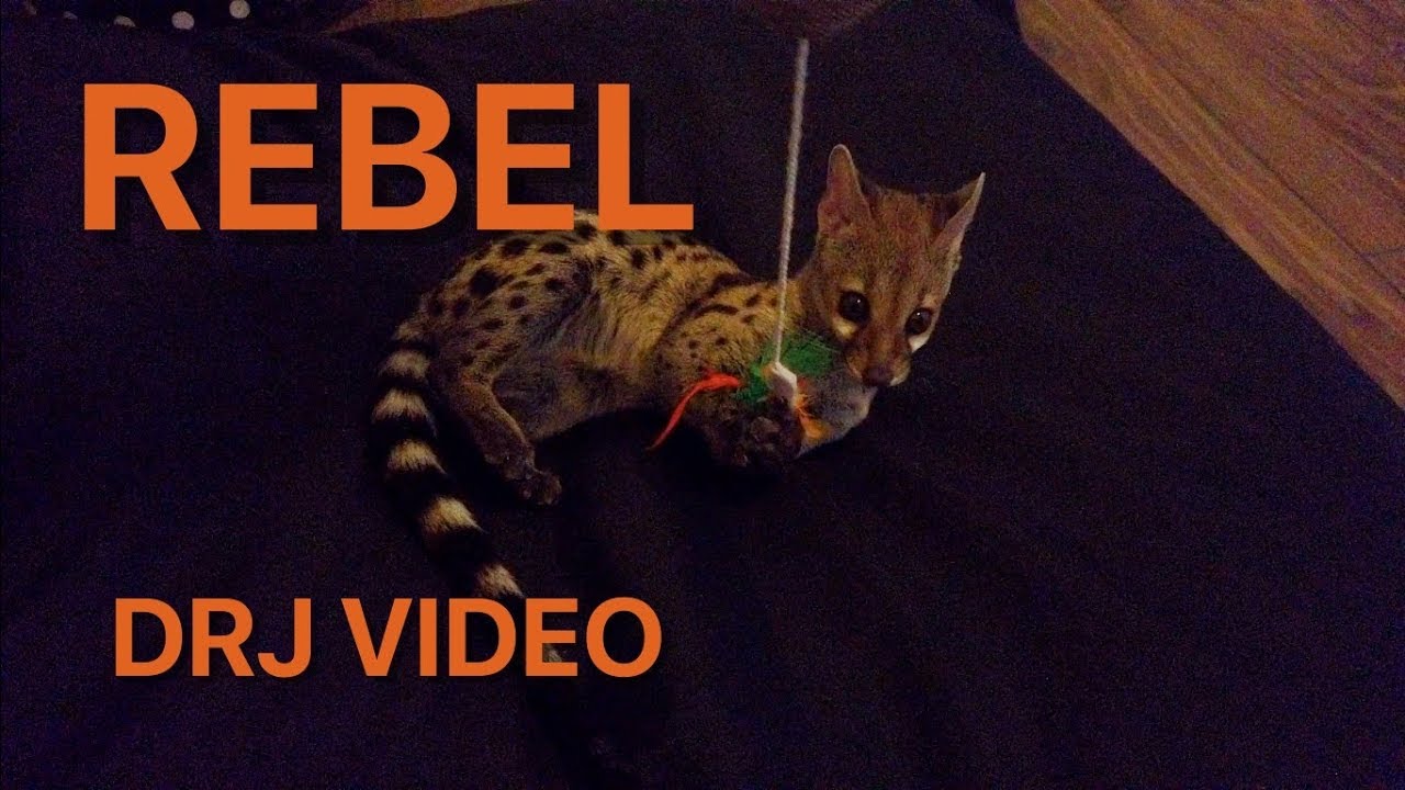 Rebel the pet genet playing