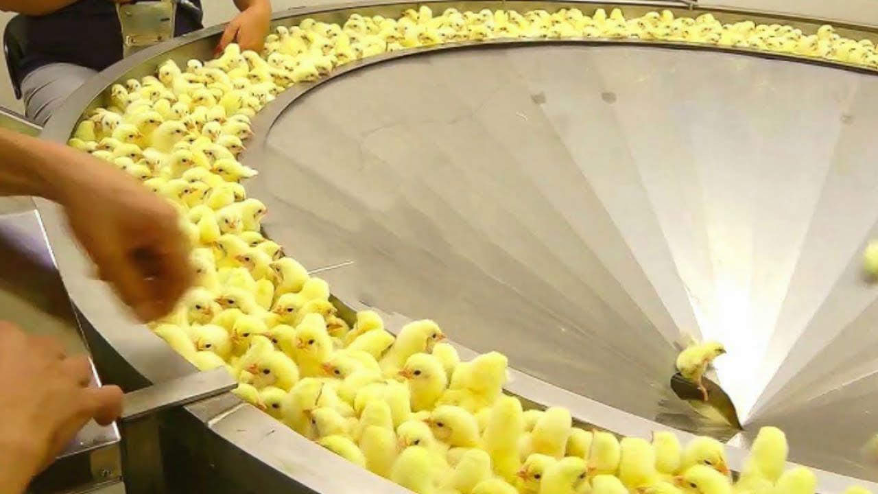 Chicken Egg Incubation Technology - Broiler Raising Process Make Millions of Dollars In Agriculture