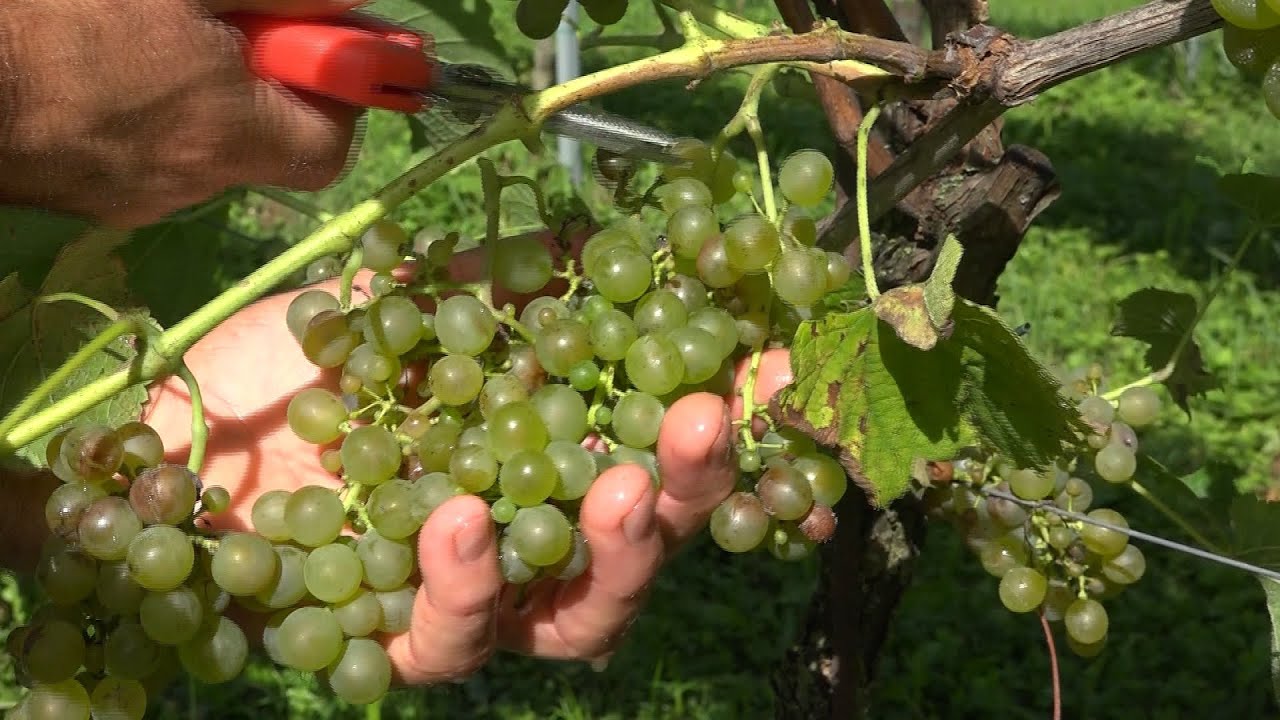 La vendemmia 2025 entra nel vivo anche in provincia di Belluno