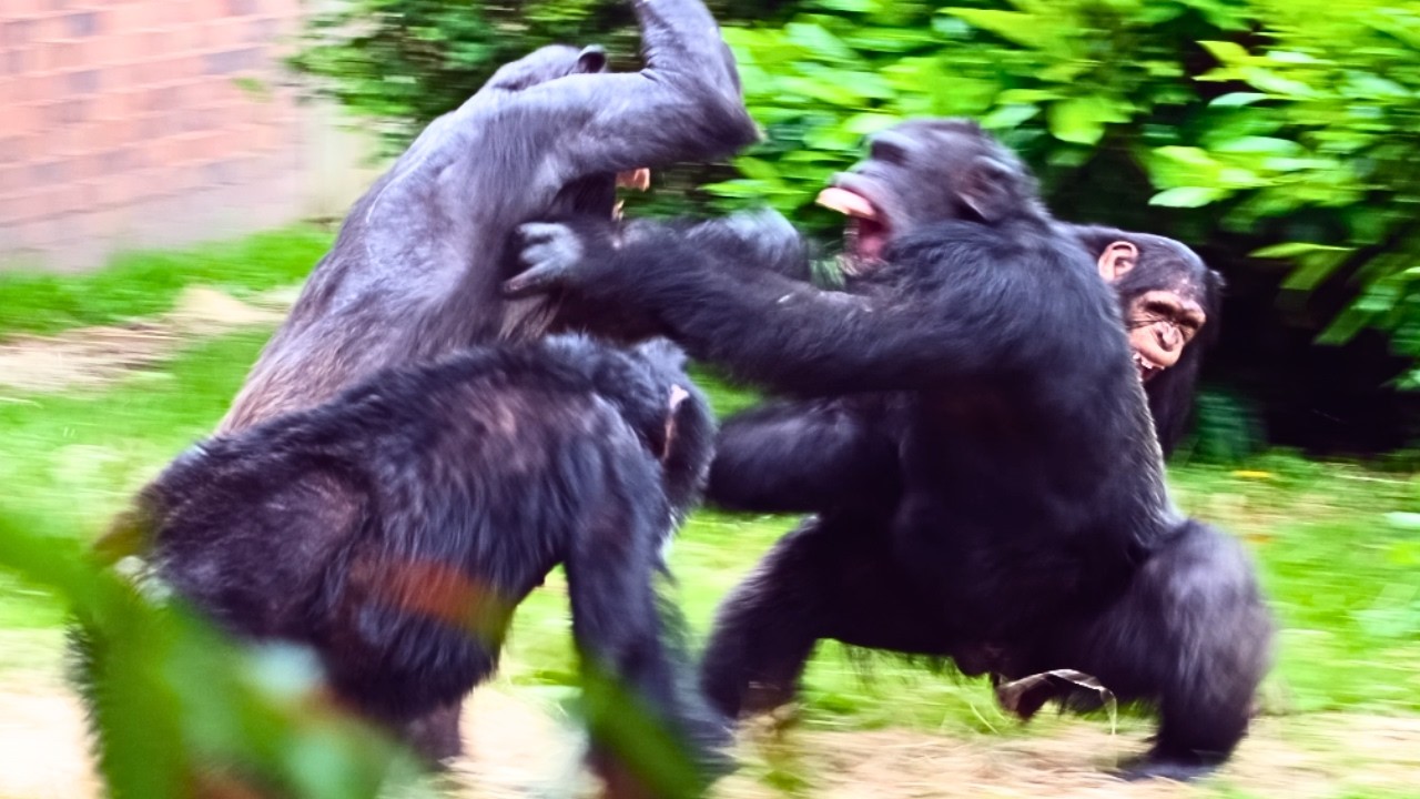 Huge Chimpanzee Fights!