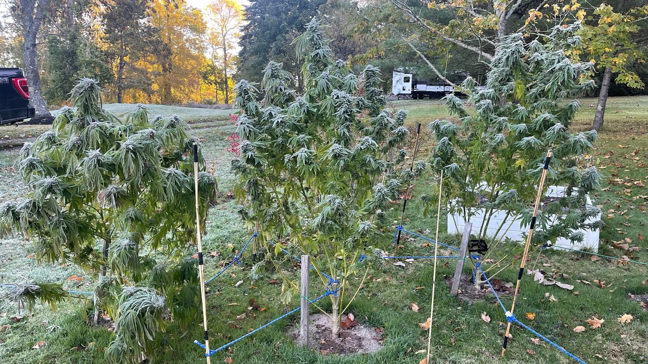 Outdoor Grow 2022, Fiona Tropical Storm 🌀 Heavy Frost 🥶 Very Resilient Strains #Ethos 🪓 Dry time