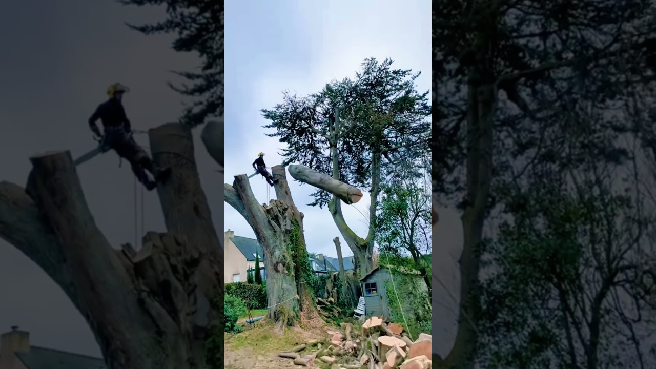 Tree cutting gone wrong😅🥹#tree#cutting#fail#fyp