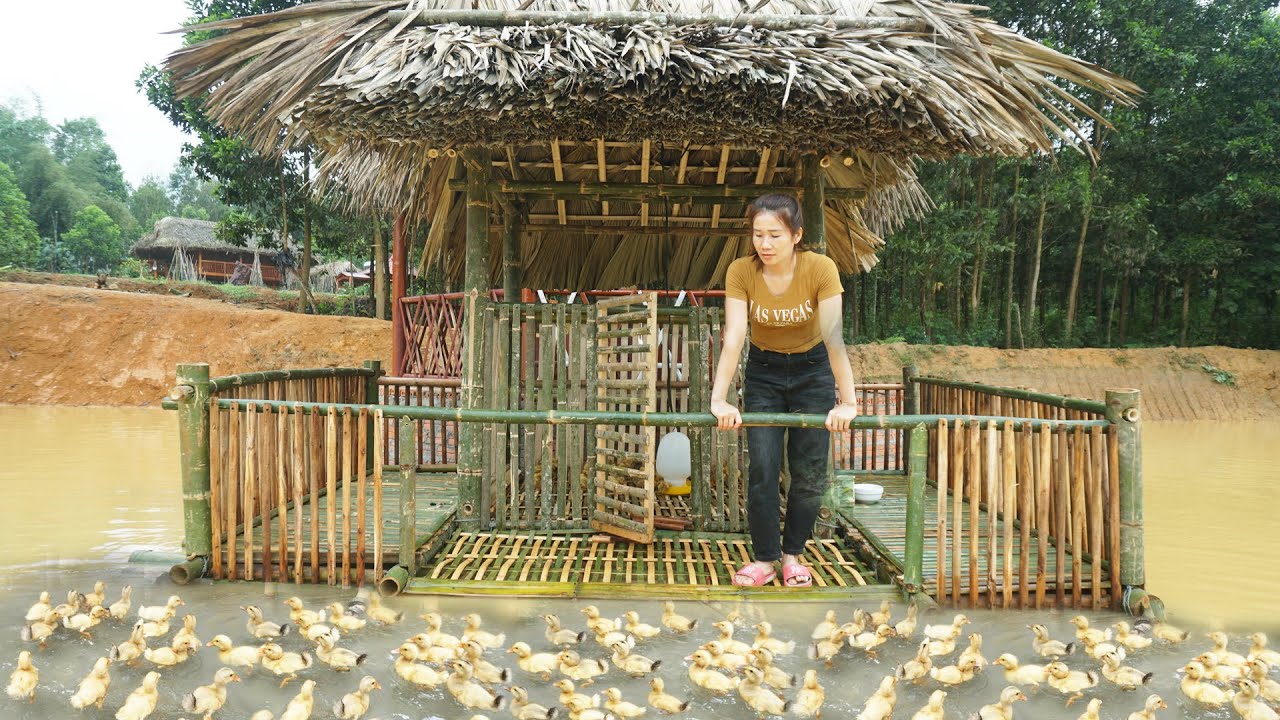 Complete Building Bamboo Rafts and Ducks House Above Water, Raising Ducklings - My Farm / Đào