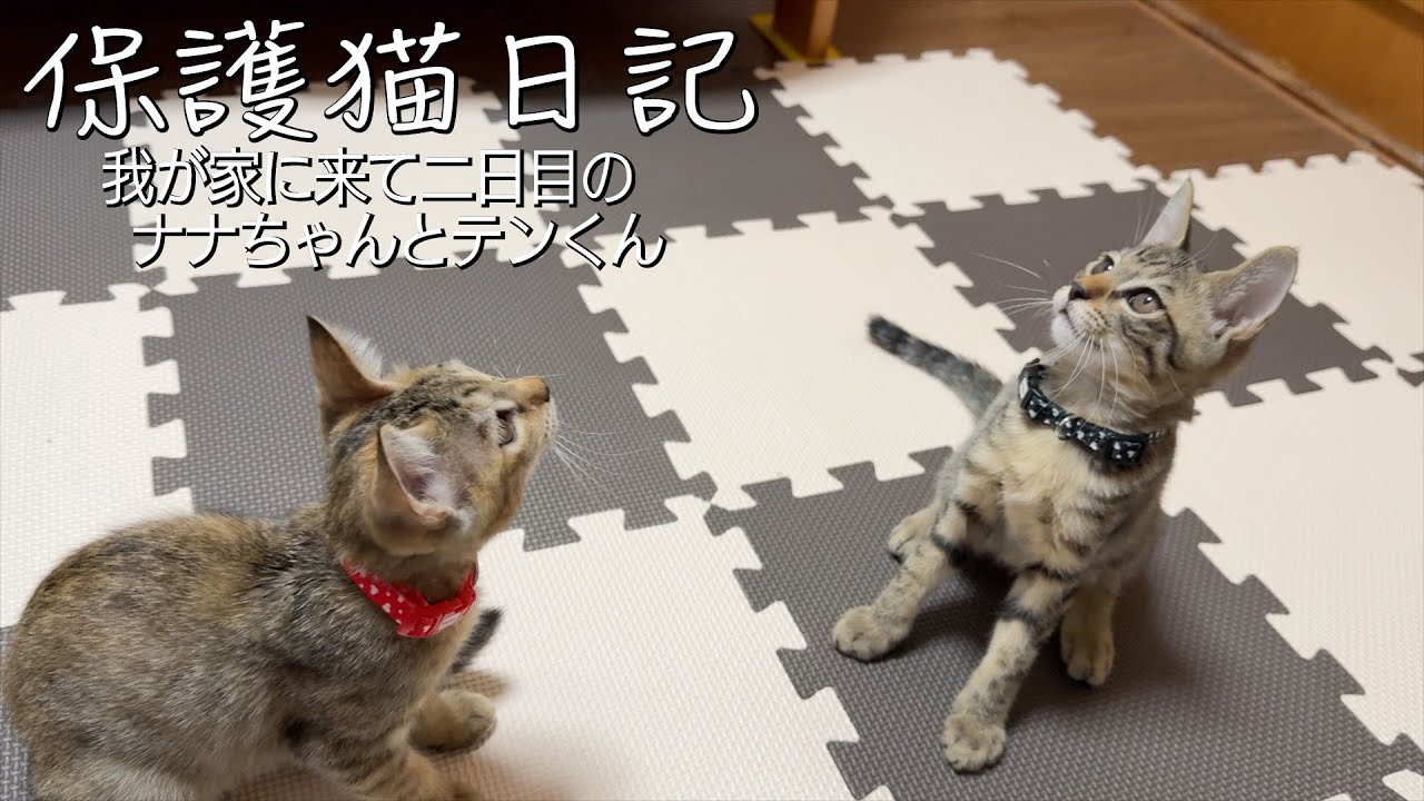 我が家に来て2日目のナナちゃん＆テンくん/保護猫日記