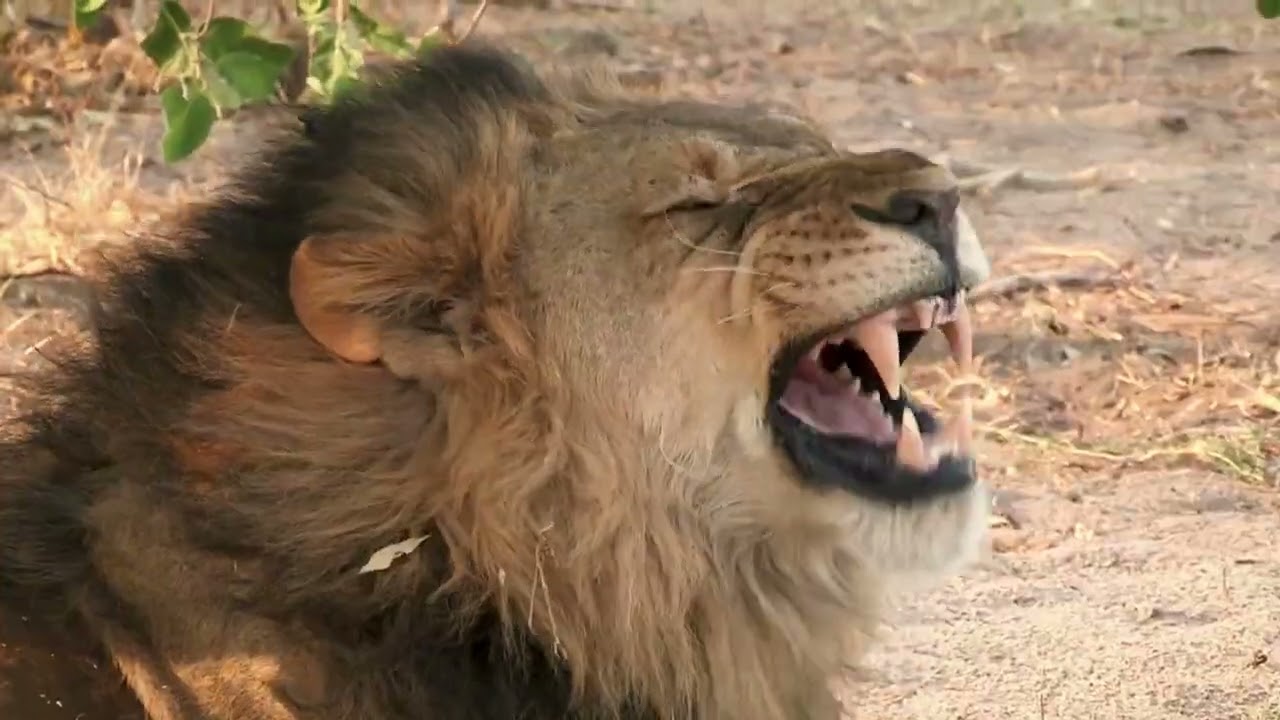Machaba Camp, Khwai, Botswana