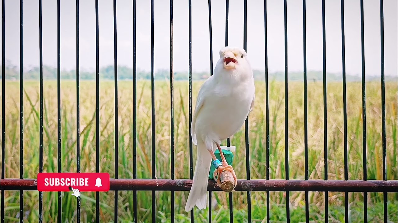 Canary Training Song In The Morning! Spanish Timbrado Canary