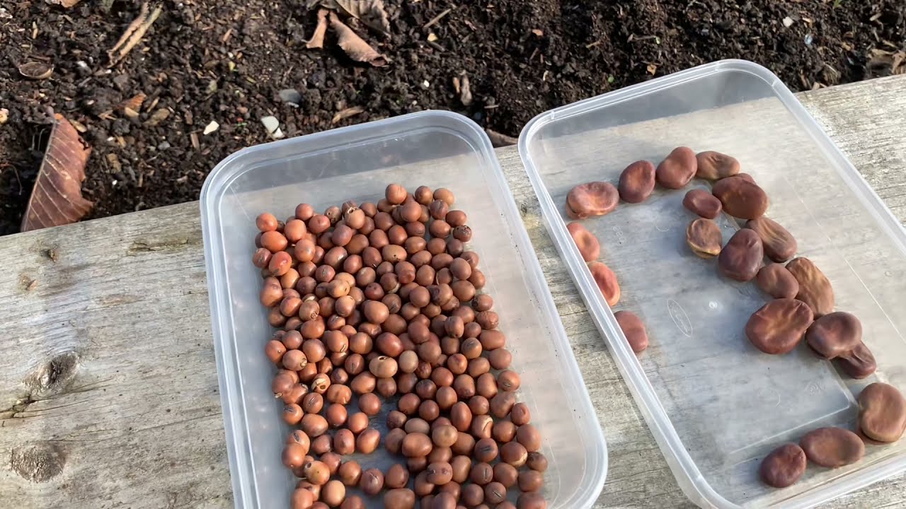 No:92 Sowing Broadbeans/Fava Beans, for eating, fertiliser and compost.🌿