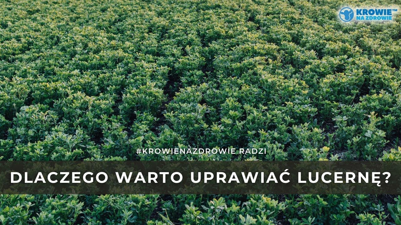 Dlaczego warto uprawiać lucernę? Zobacz, co zyskasz dzięki tej uprawie. | Krowie Na Zdrowie radzi