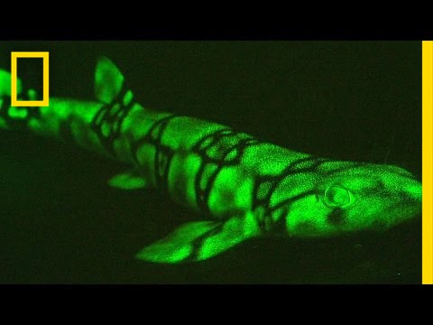 Neon Sharks Caught on Camera | National Geographic