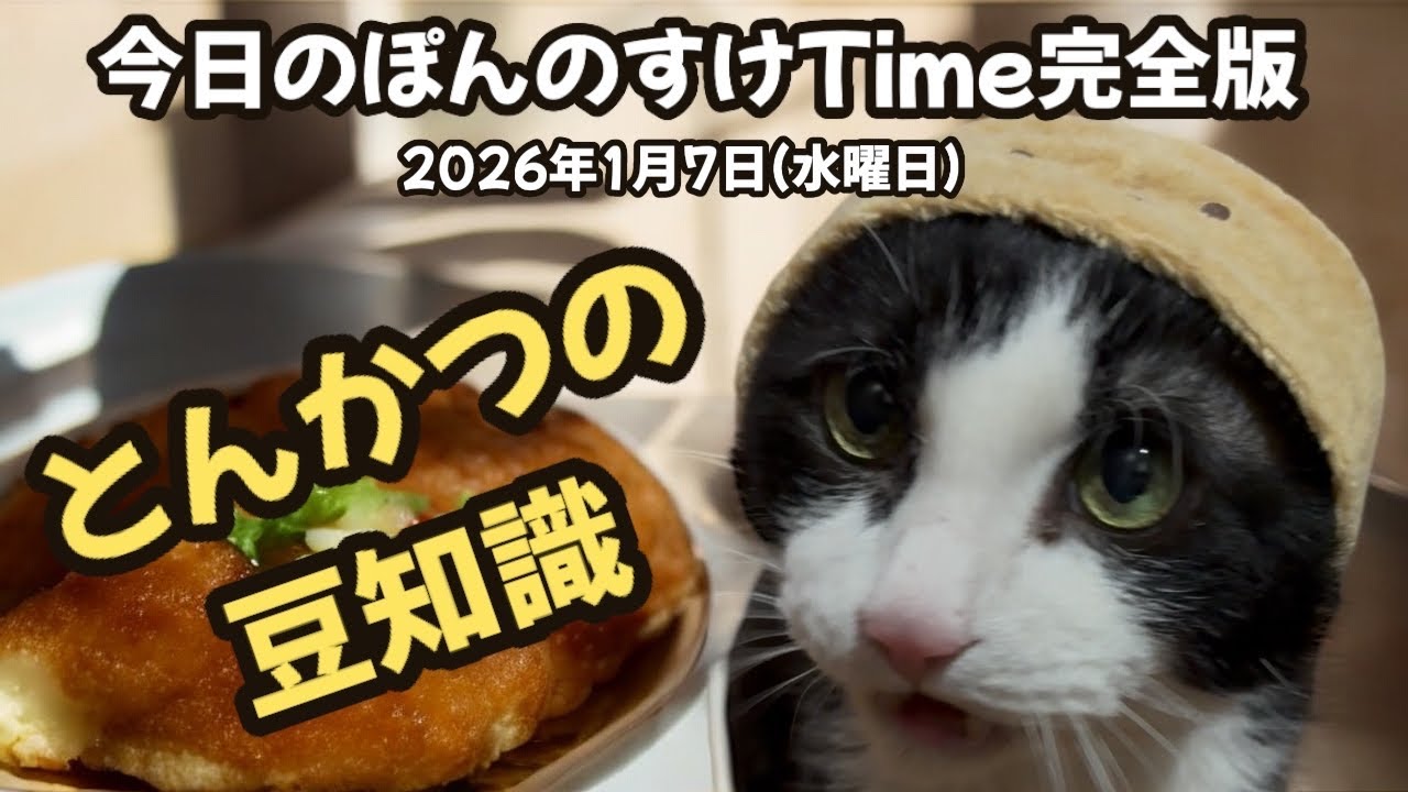 今日のぽんのすけTime完全版 2026年1月7日(水曜日) すみっコぐらし(とんかつ) #cat #ねこ #保護猫 