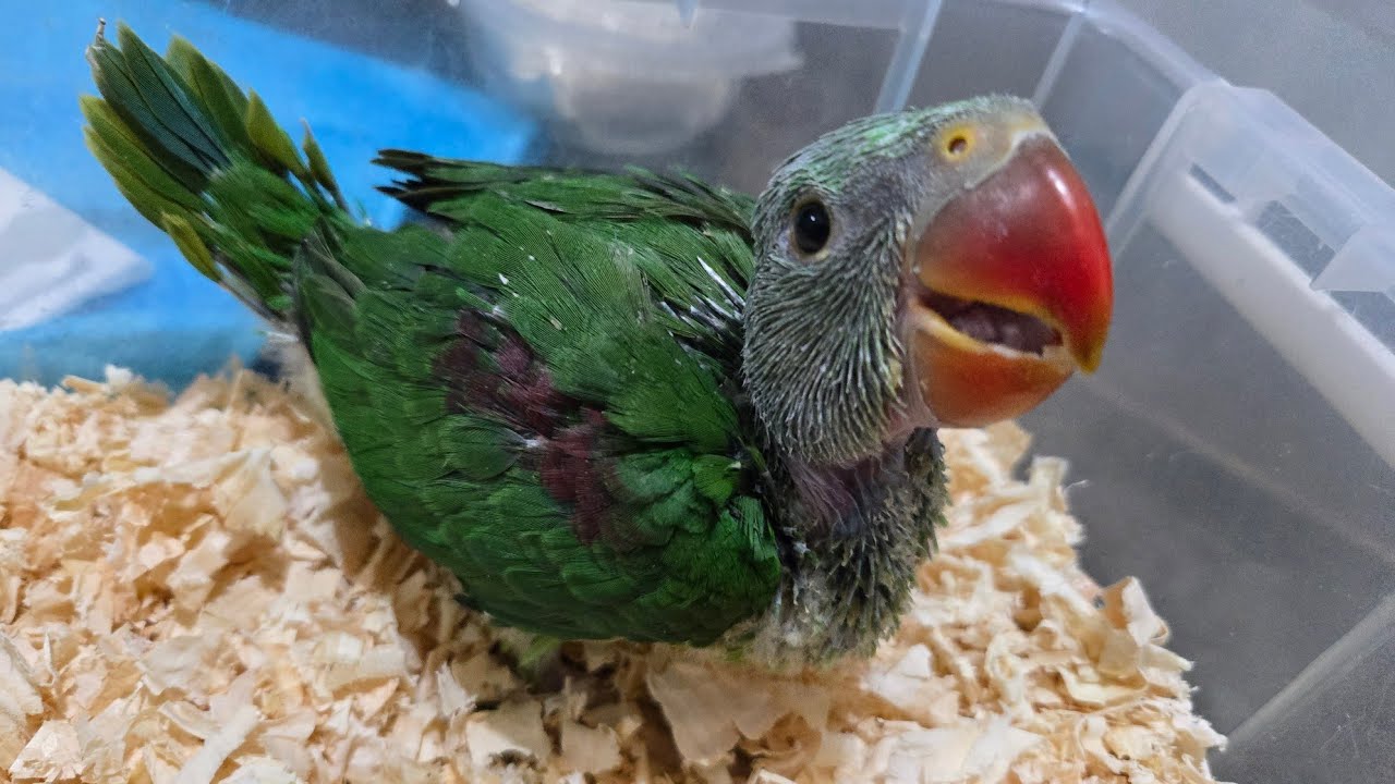 Learning and testing new things 🦜🦜🦜😍