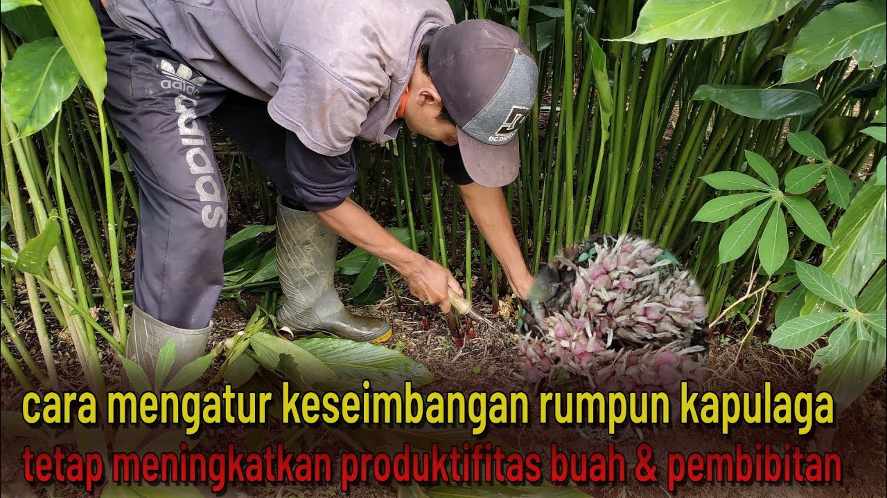 cara mengatur rumpun kapulaga agar tetap menghasilkan buah dan bibit secara rutin