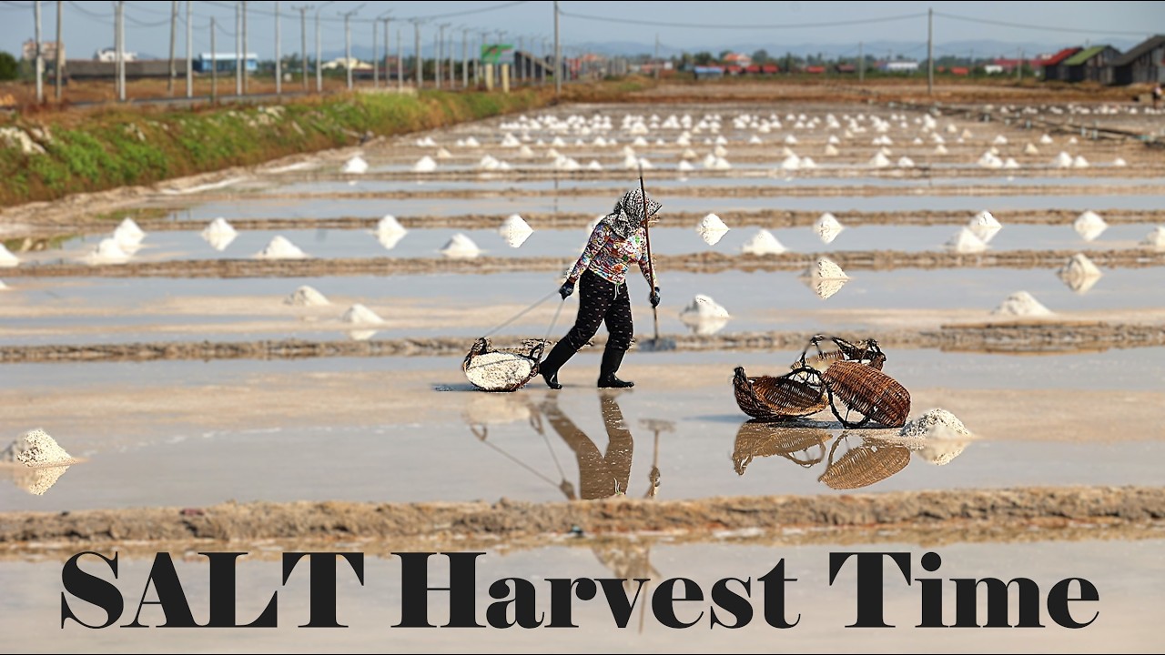 Kampot Salt Fields Harvest Season + The Unopened Ferry Port
