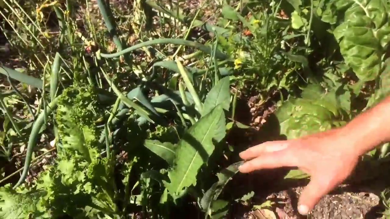 Turkish Rocket - Observations and some management trials