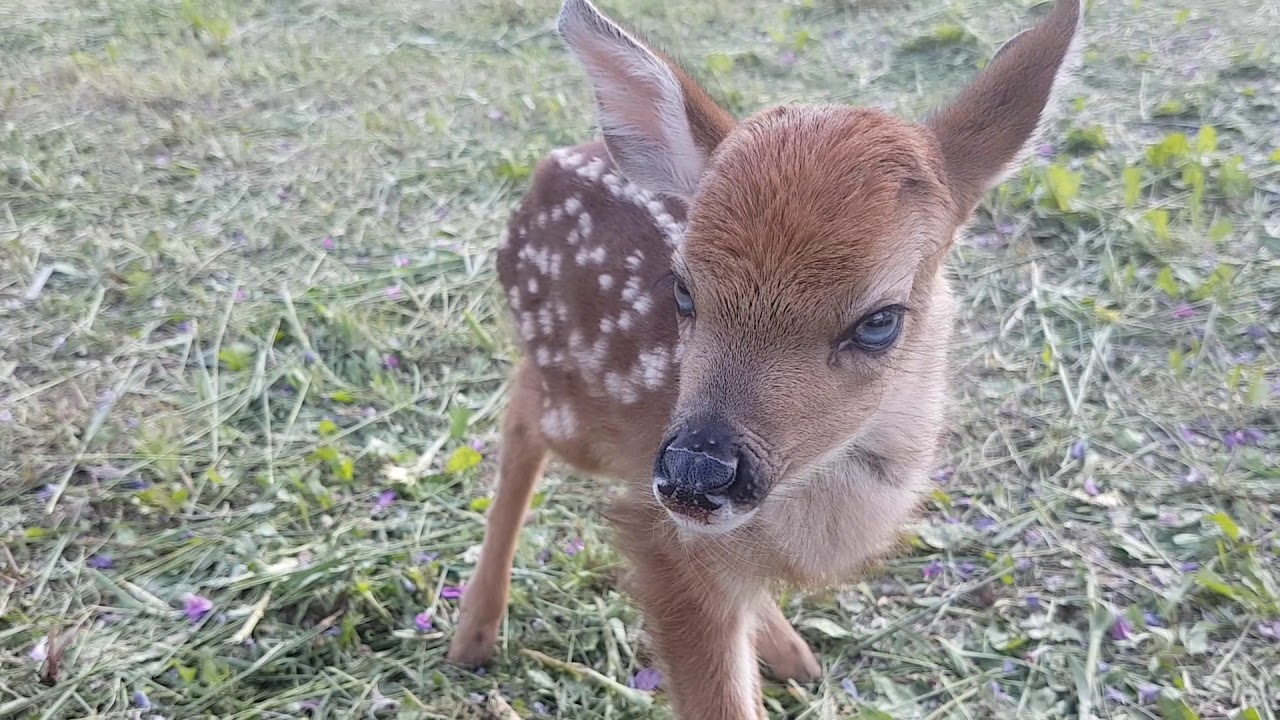 Lost white tail fawn