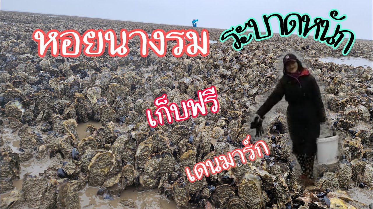 แหล่งเก็บหอยนางรมที่อลังการที่สุด เกาะ rømø เดนมาร์ก  เก็บฟรี บอกทางไปและคำแนะนำก่อนลงเก็บ