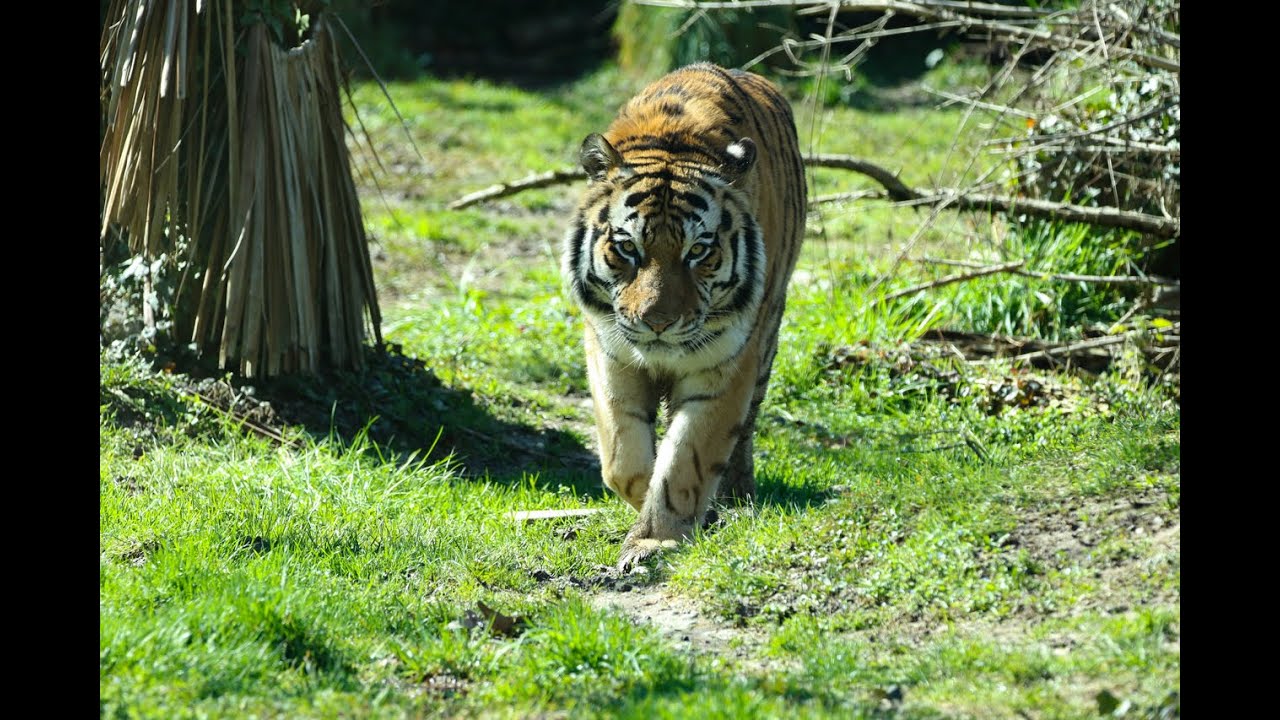 Virtual Talk | LA TIGRE SIBERIANA 🐯