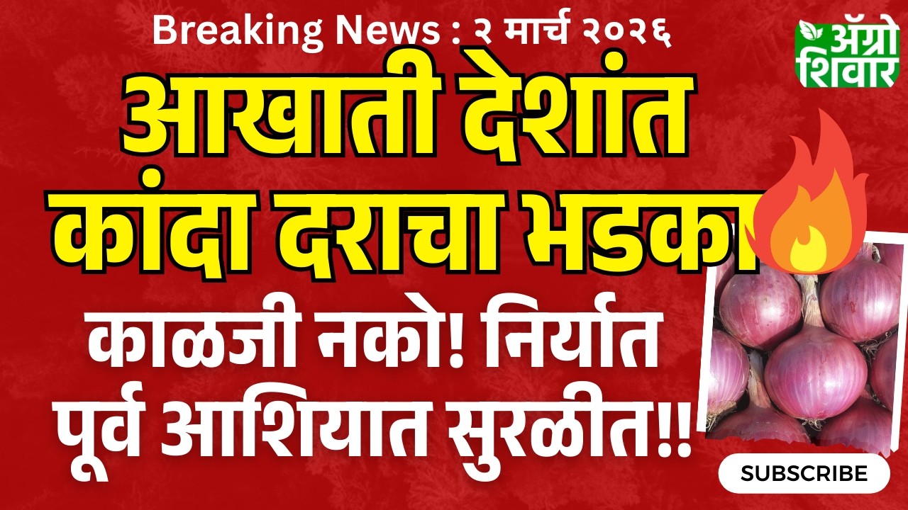 kanda bajar bhav | आखातात कांदा बाजार भाव भडकले, पूर्व आशियात निर्यात सुरळीत