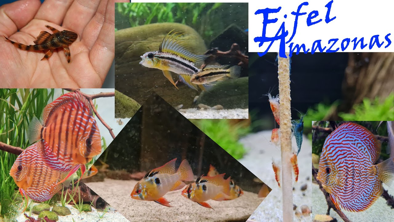Eifel-Amazonas - Südamerika-Aquaristik in der Nordeifel