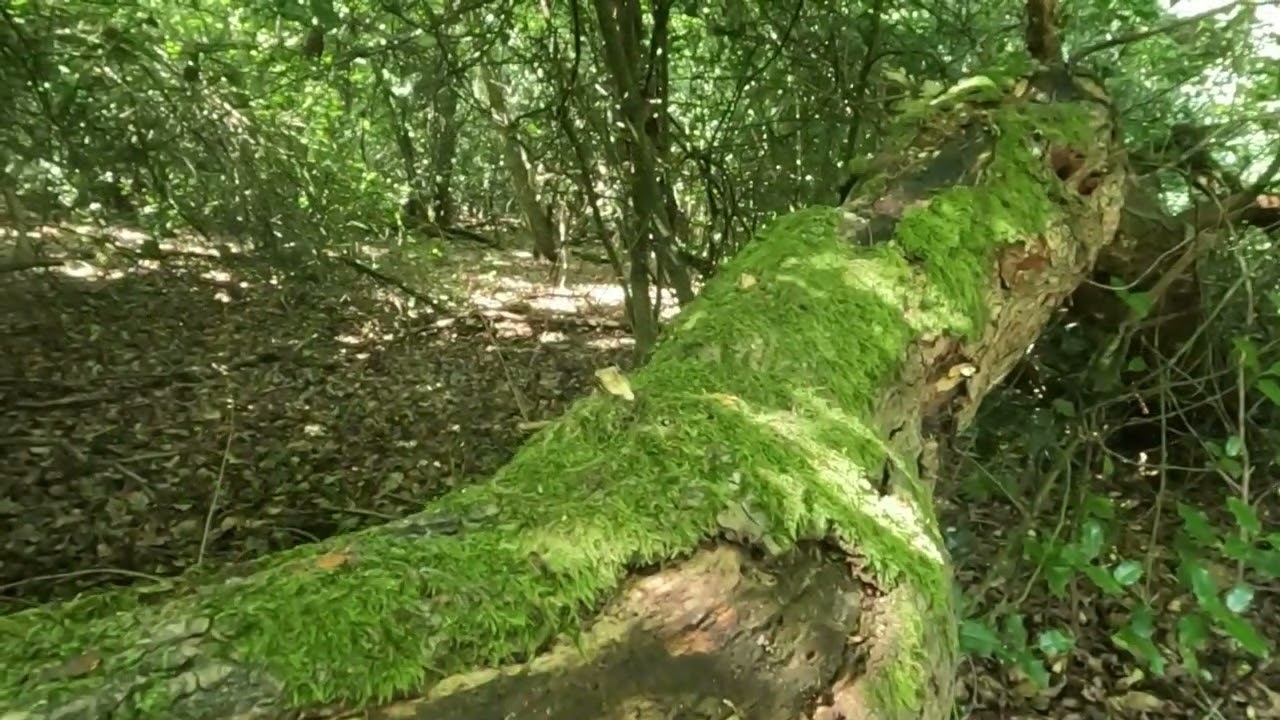 Stanmore Country Park, London || Nature Walk