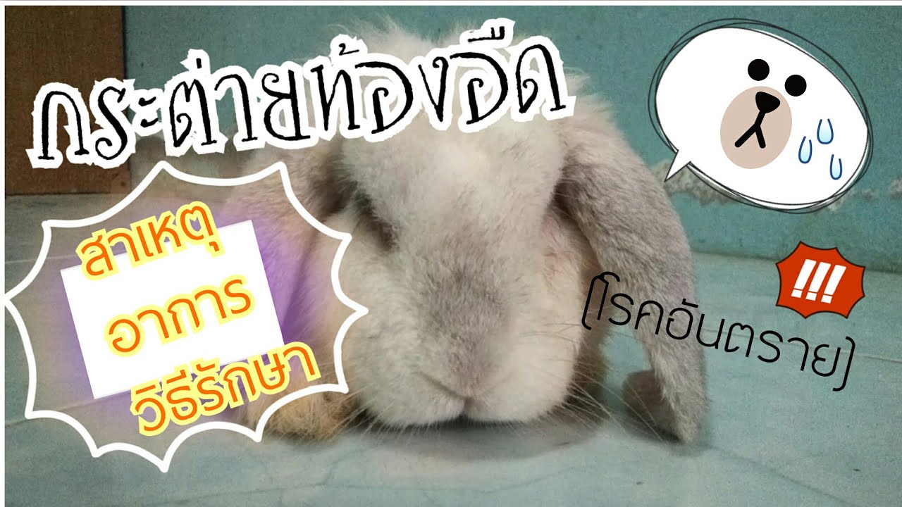 กระต่ายท้องอืด(โรคอันตราย)มากๆสำหรับกระต่าย!!!!!
