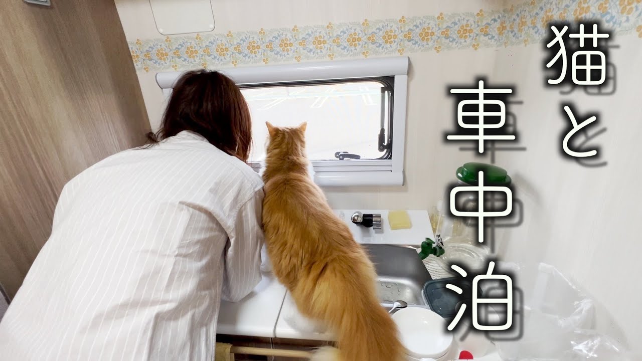 【車中泊】車中飯を作って猫とまったり過ごす週末／栃木の旅（後編）