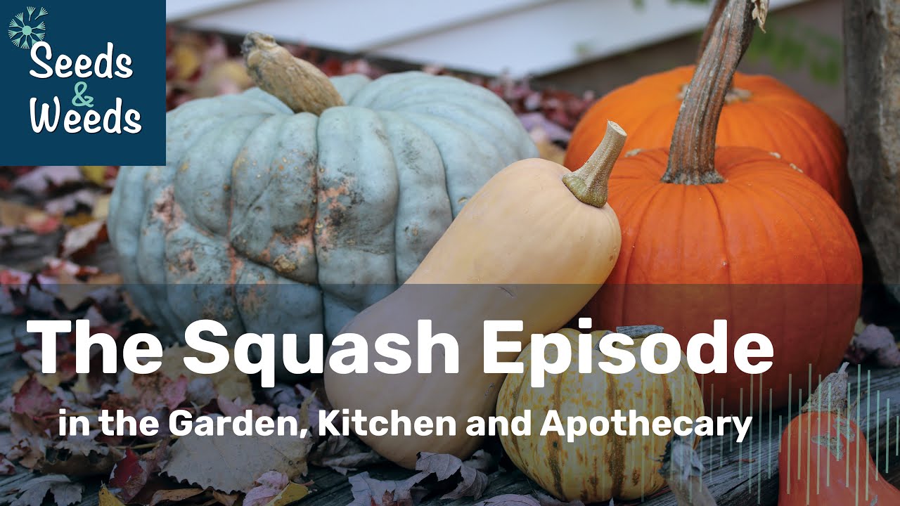SQUASH in the Garden, Kitchen and Apothecary