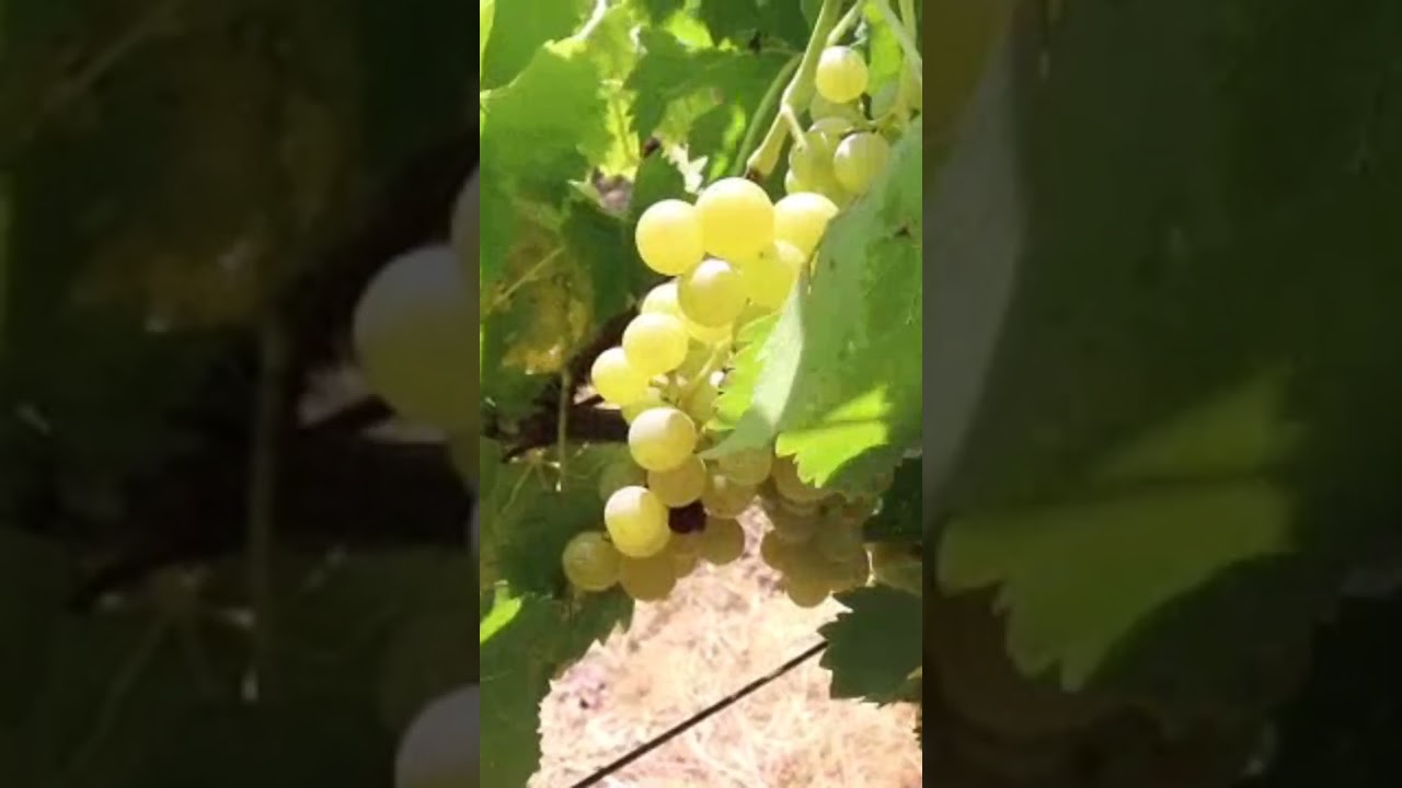 Vinarija Marko                          #wine #vino #vinoivinogradarstvo
