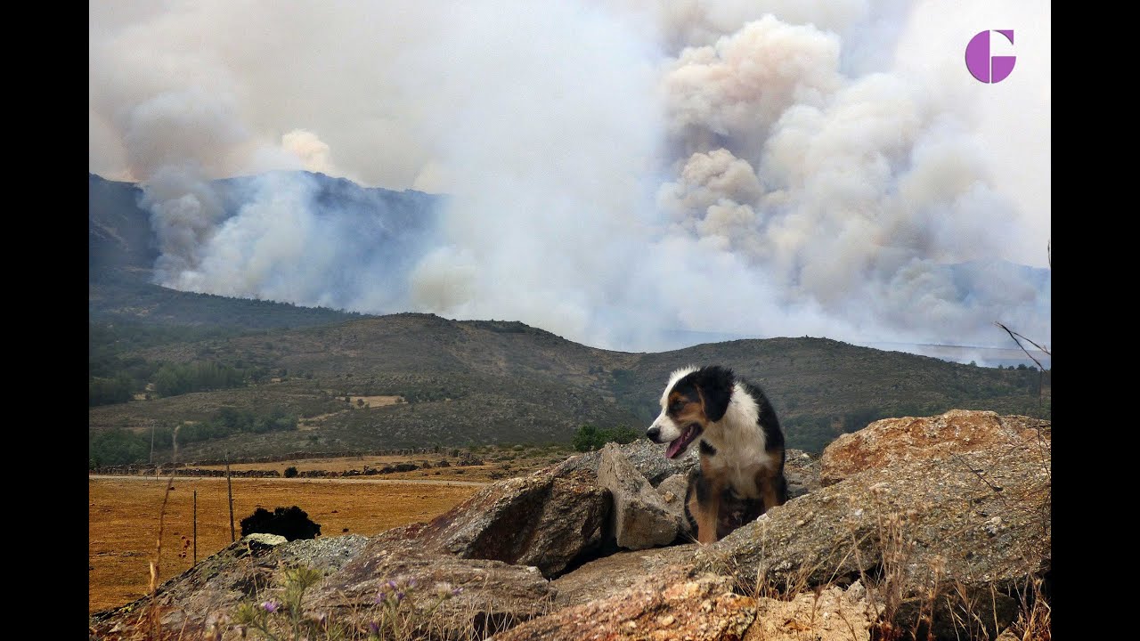 INFORMATIVO: INCENDIOS DE ALEAS Y BUSTARES