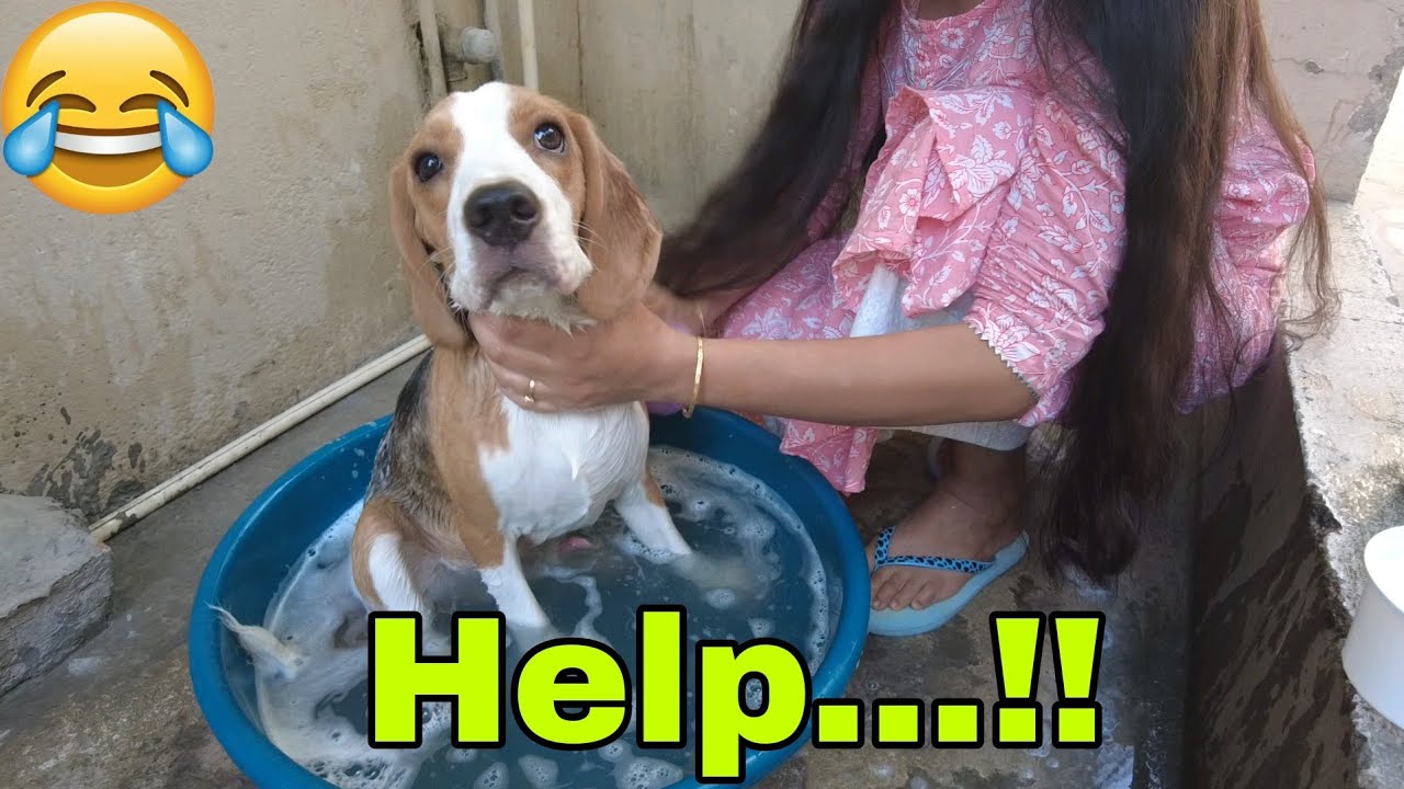My Beagle Puppy Reaction To His First Bath