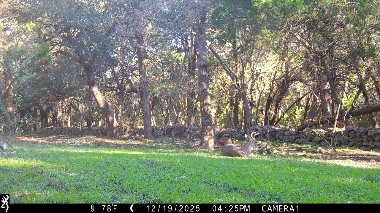 Browning Trail Cam: White-tailed Deer Laying Down 12/19/25 4:26pm