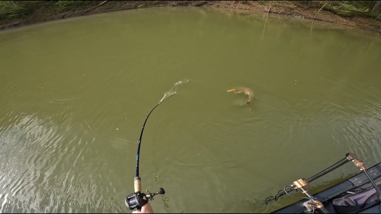 Cave Run Lake PMTT 2024: Musky Fishing Tournament Recap