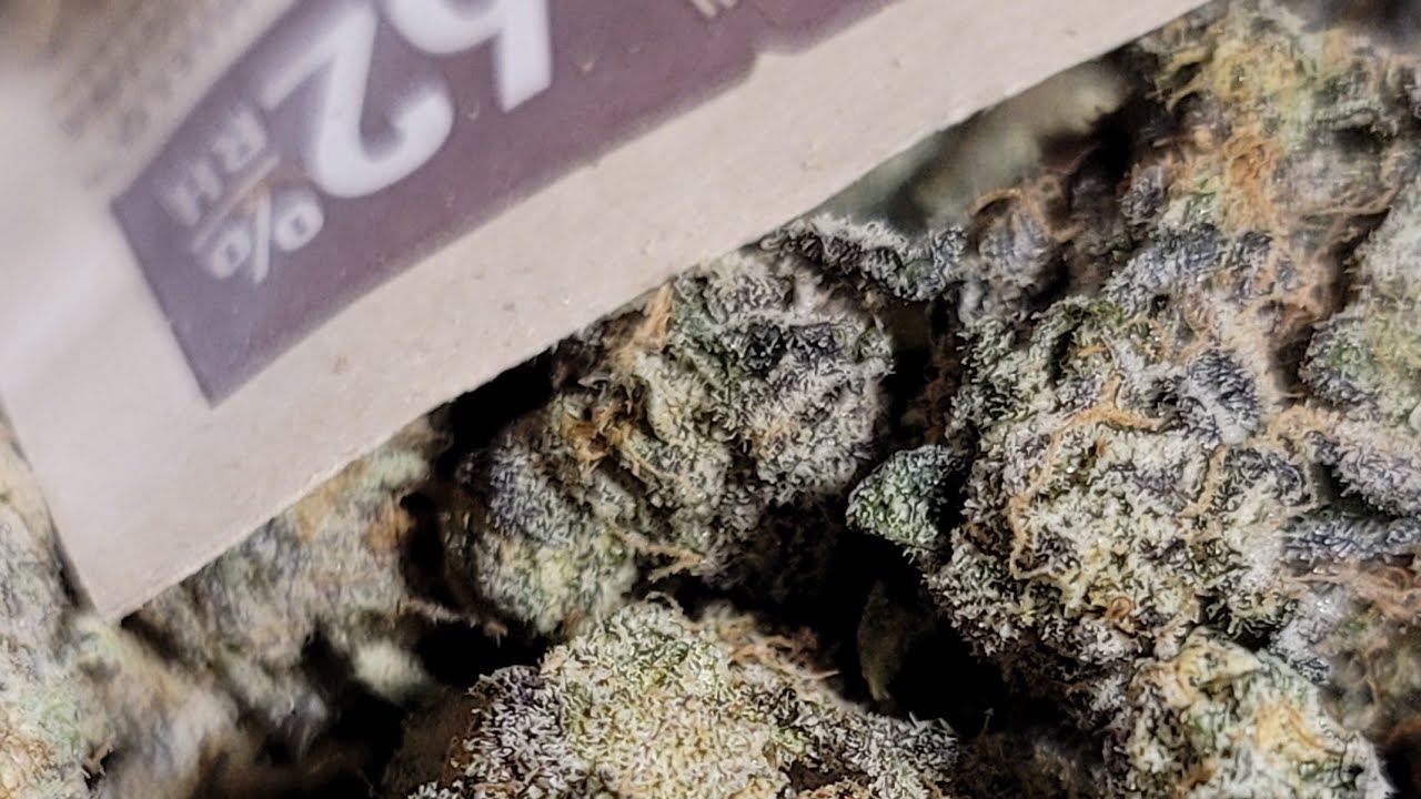 STRAIN REVIEW: 21.5% THC - Apricot Crumble - SATIVA - Pharmabob's Rollyos