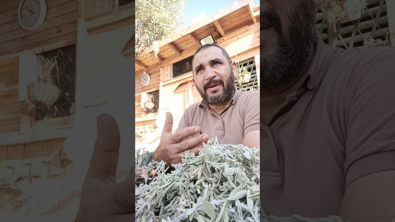 شُجيرة الميرمية
